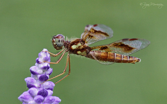 Eastern Amberwing Dragonfly