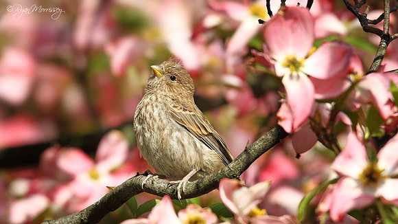 House Finch in Paradise